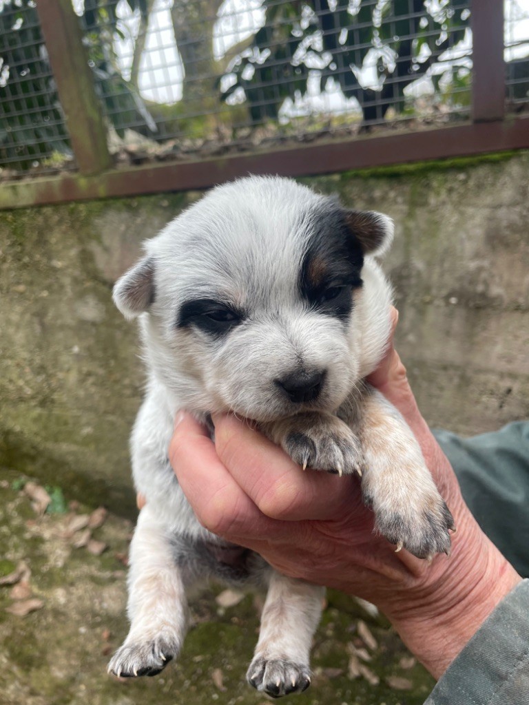 du mont de la Nonnenhardt - Chiot disponible  - Bouvier australien