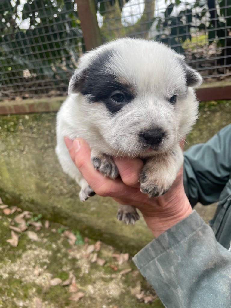 du mont de la Nonnenhardt - Chiot disponible  - Bouvier australien