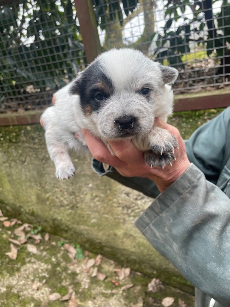 du mont de la Nonnenhardt - Chiot disponible  - Bouvier australien