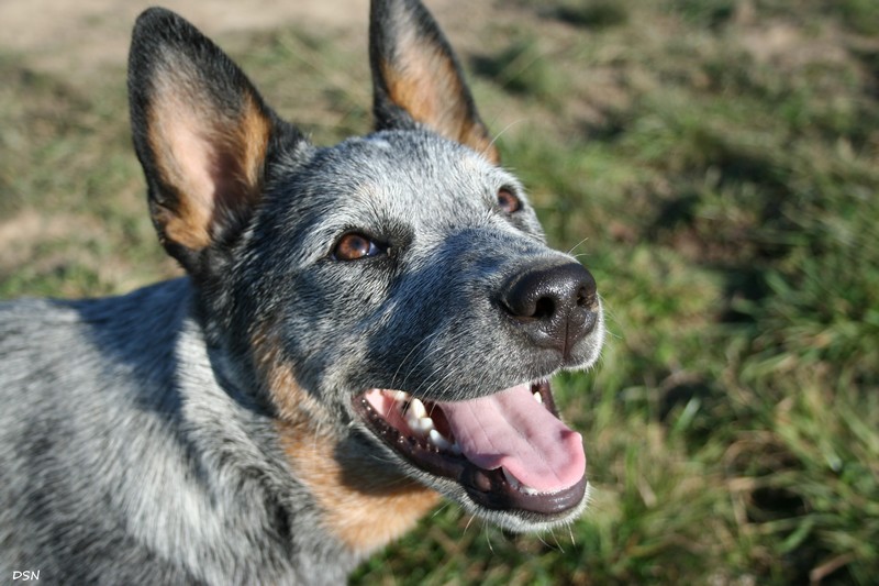 Gargouille du mont de la Nonnenhardt