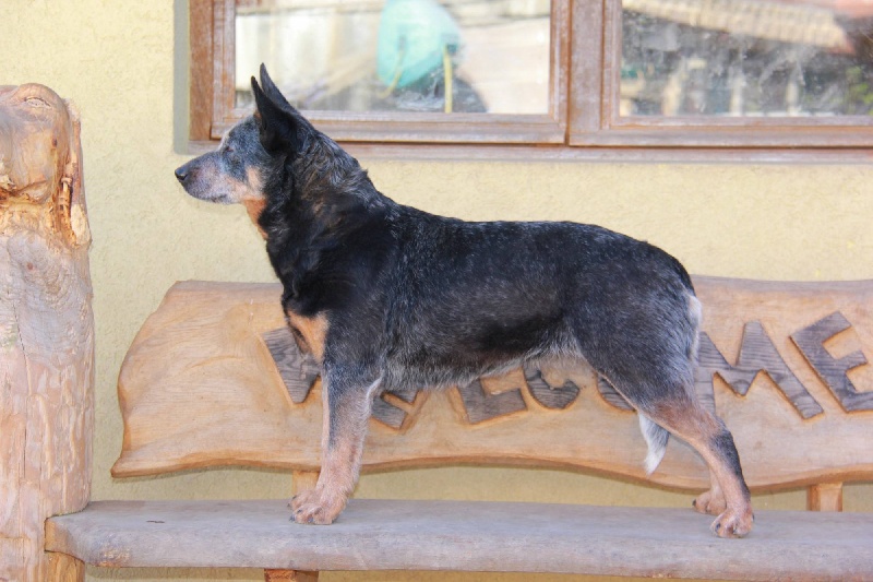 CH. Goldikova du mont de la Nonnenhardt