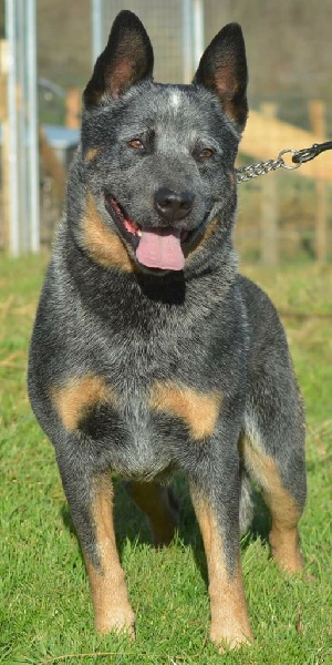 Gao du mont de la Nonnenhardt