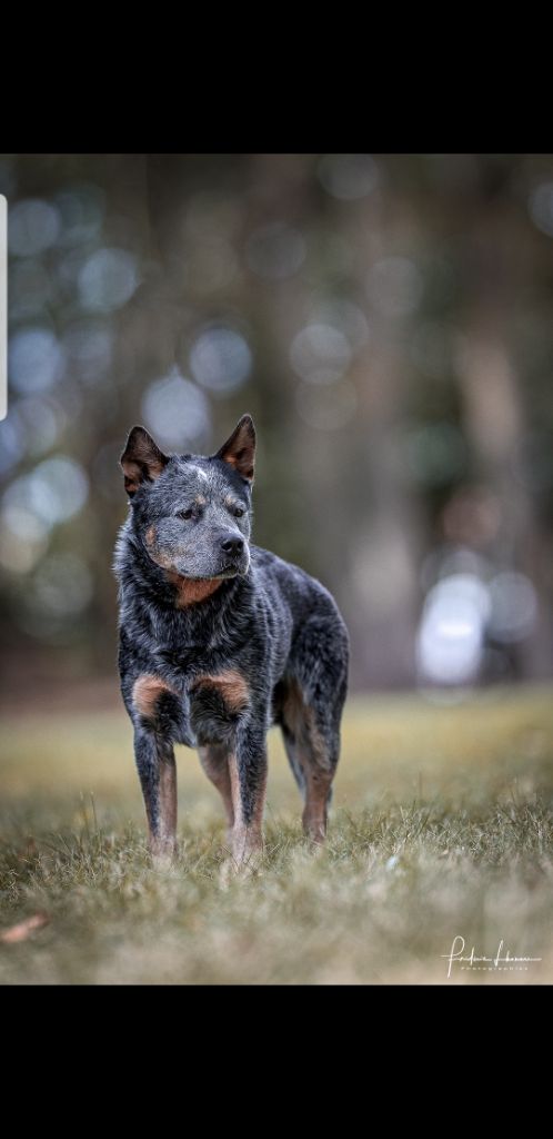 canis dingo Arhangel gavrilo