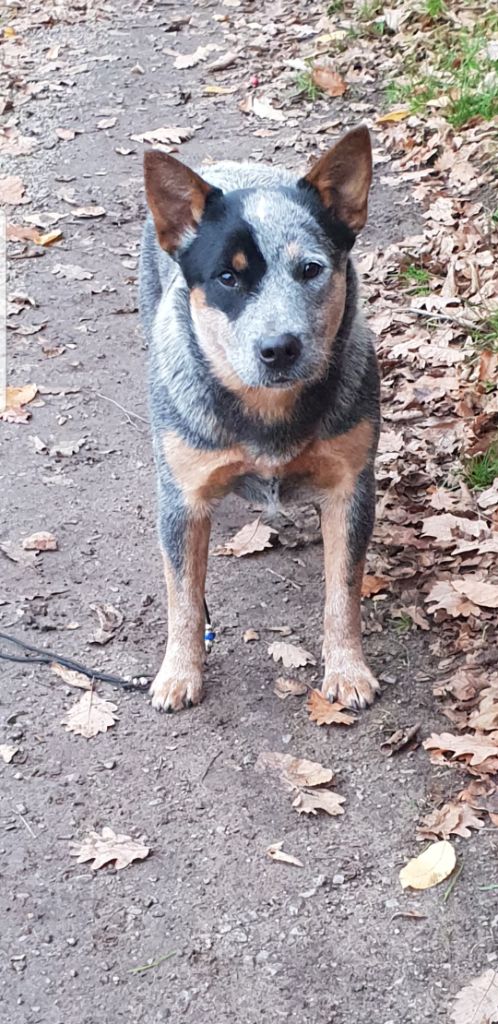 Romy blue star du mont de la Nonnenhardt