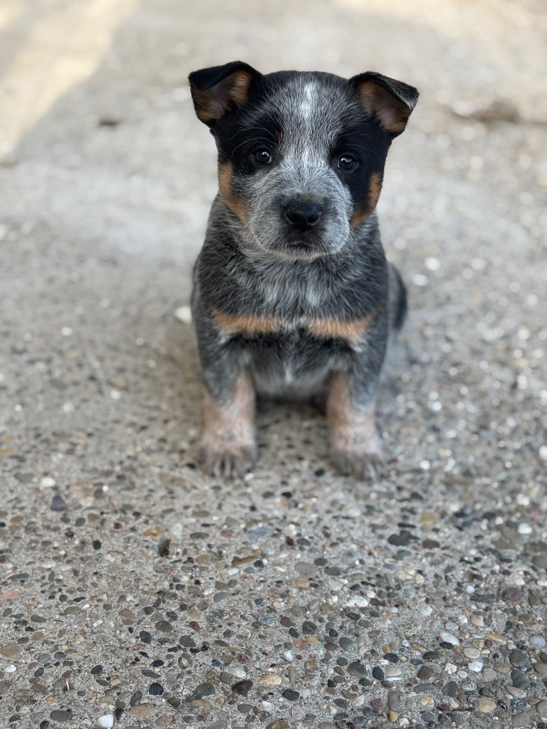du mont de la Nonnenhardt - Chiots disponibles - Bouvier australien