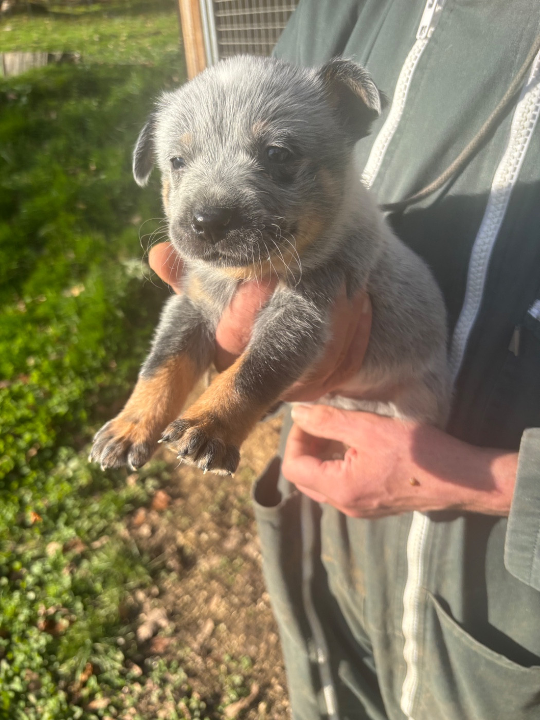 du mont de la Nonnenhardt - Chiots disponibles - Bouvier australien