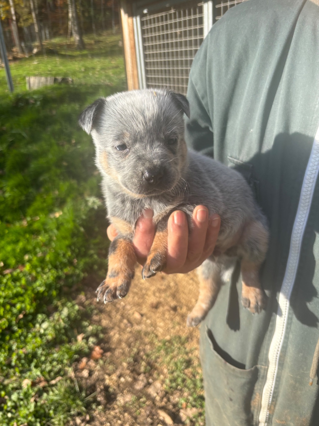 du mont de la Nonnenhardt - Chiots disponibles - Bouvier australien