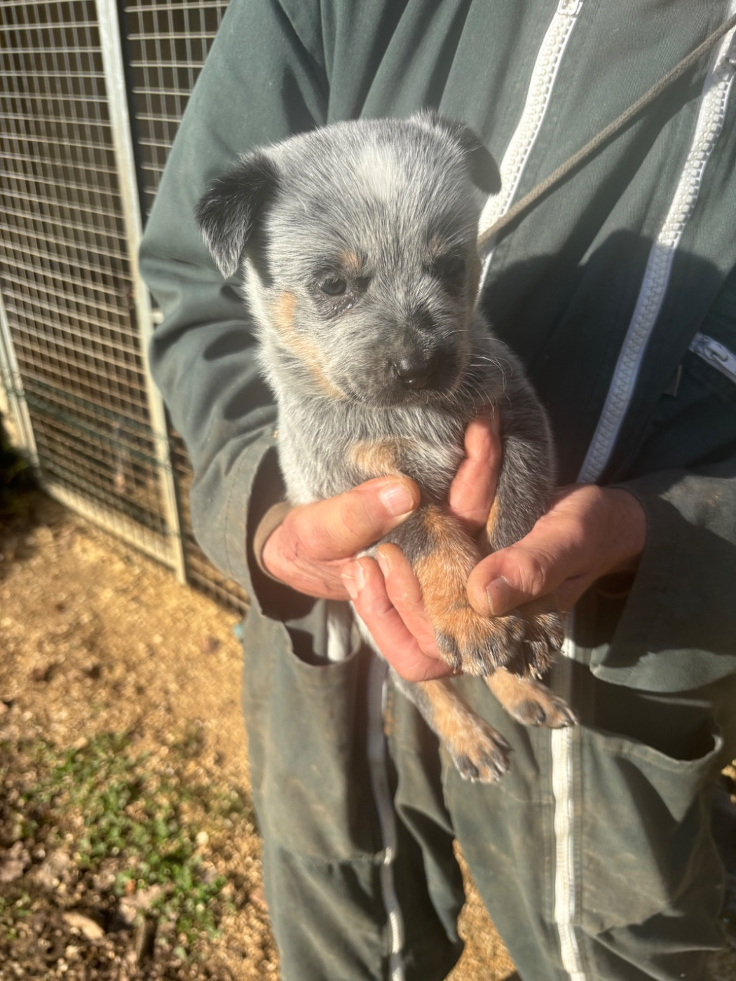 du mont de la Nonnenhardt - Chiots disponibles - Bouvier australien