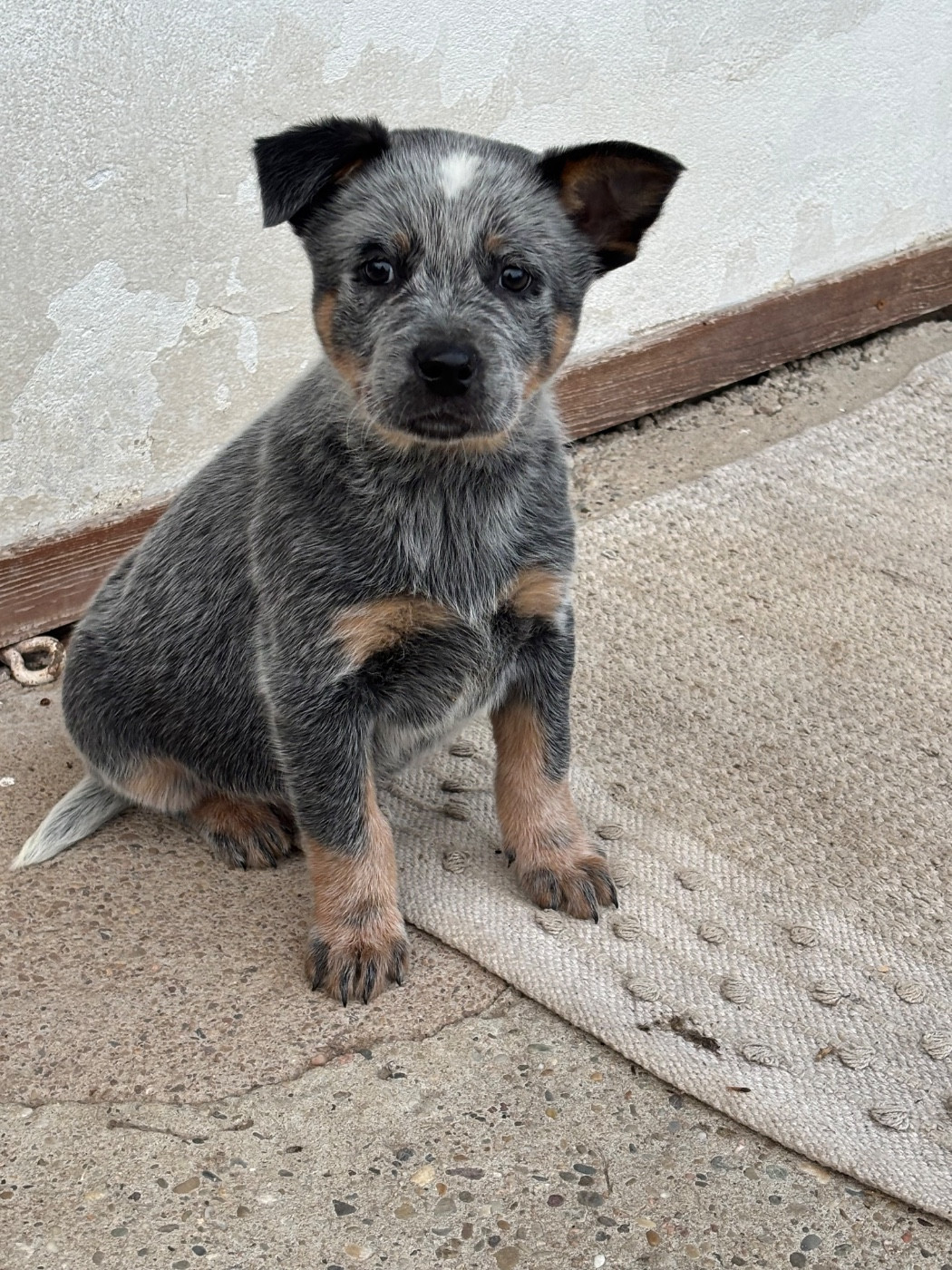 du mont de la Nonnenhardt - Chiots disponibles - Bouvier australien