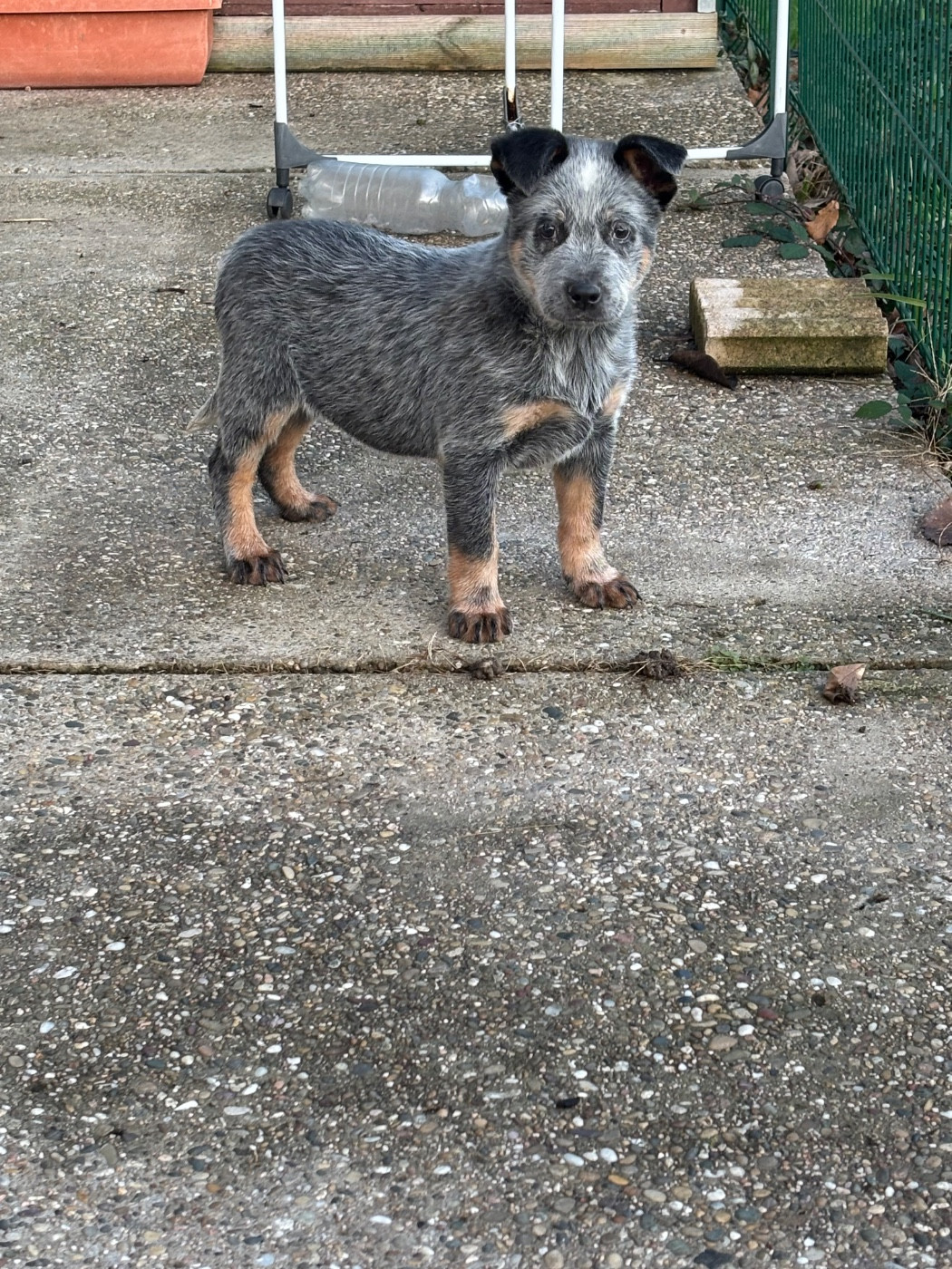 du mont de la Nonnenhardt - Chiots disponibles - Bouvier australien