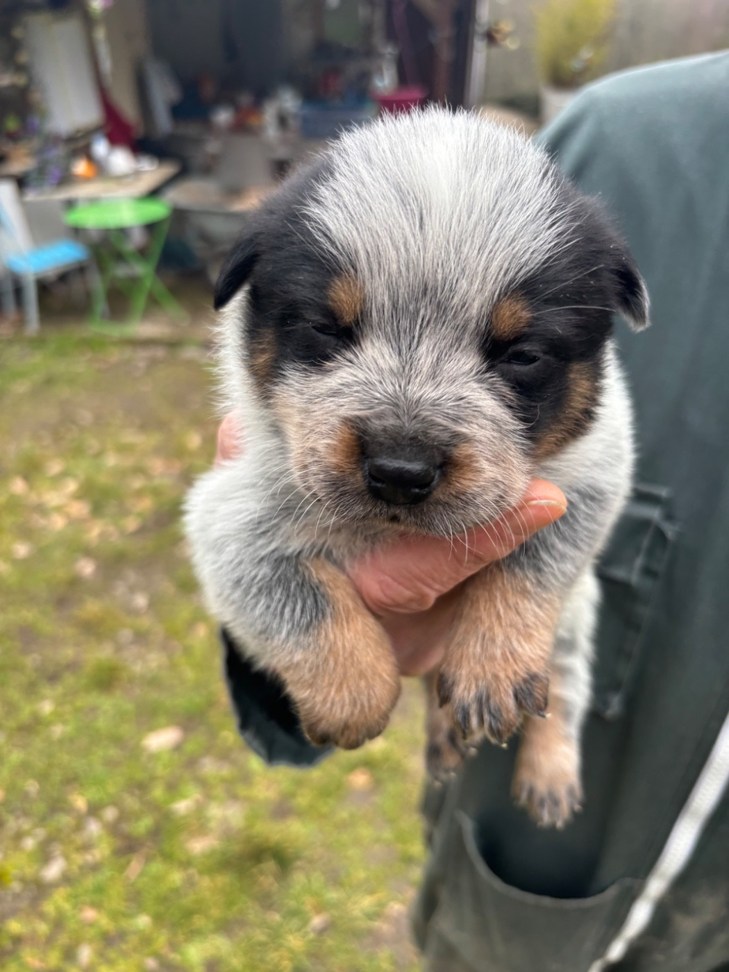 du mont de la Nonnenhardt - Chiots disponibles - Bouvier australien