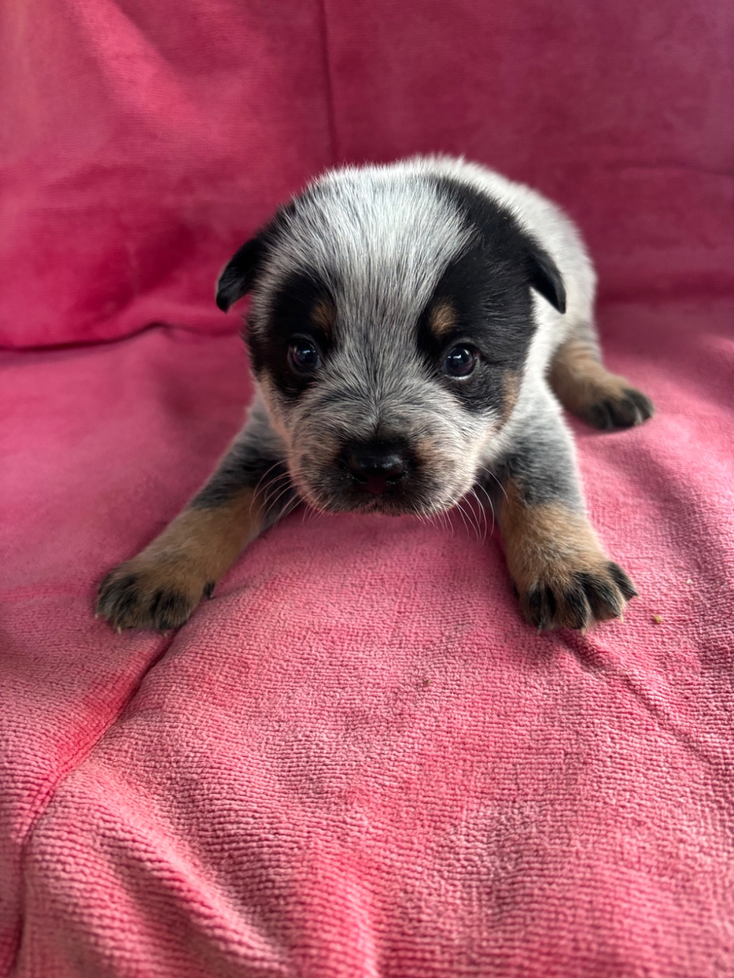 du mont de la Nonnenhardt - Chiots disponibles - Bouvier australien