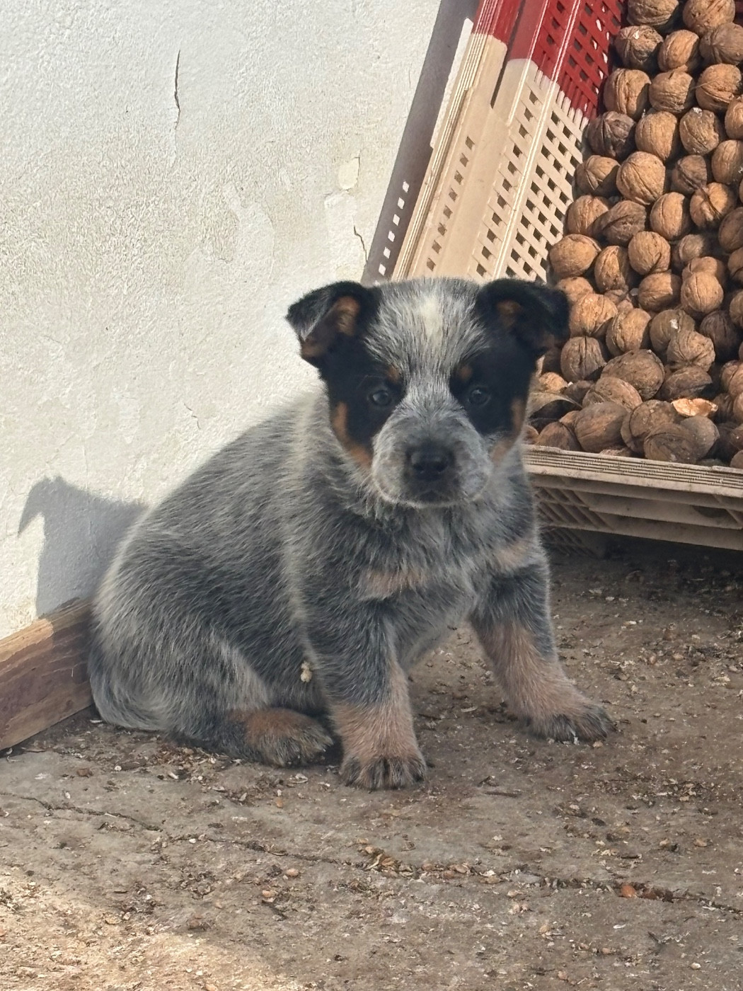 du mont de la Nonnenhardt - Chiots disponibles - Bouvier australien