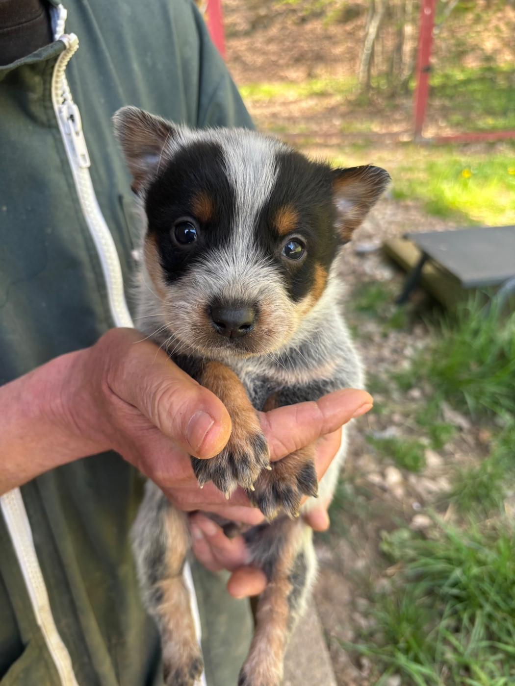 du mont de la Nonnenhardt - Chiots disponibles - Bouvier australien