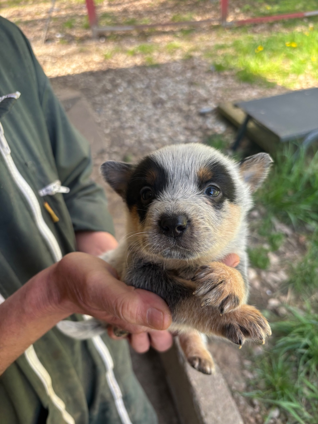 du mont de la Nonnenhardt - Chiots disponibles - Bouvier australien
