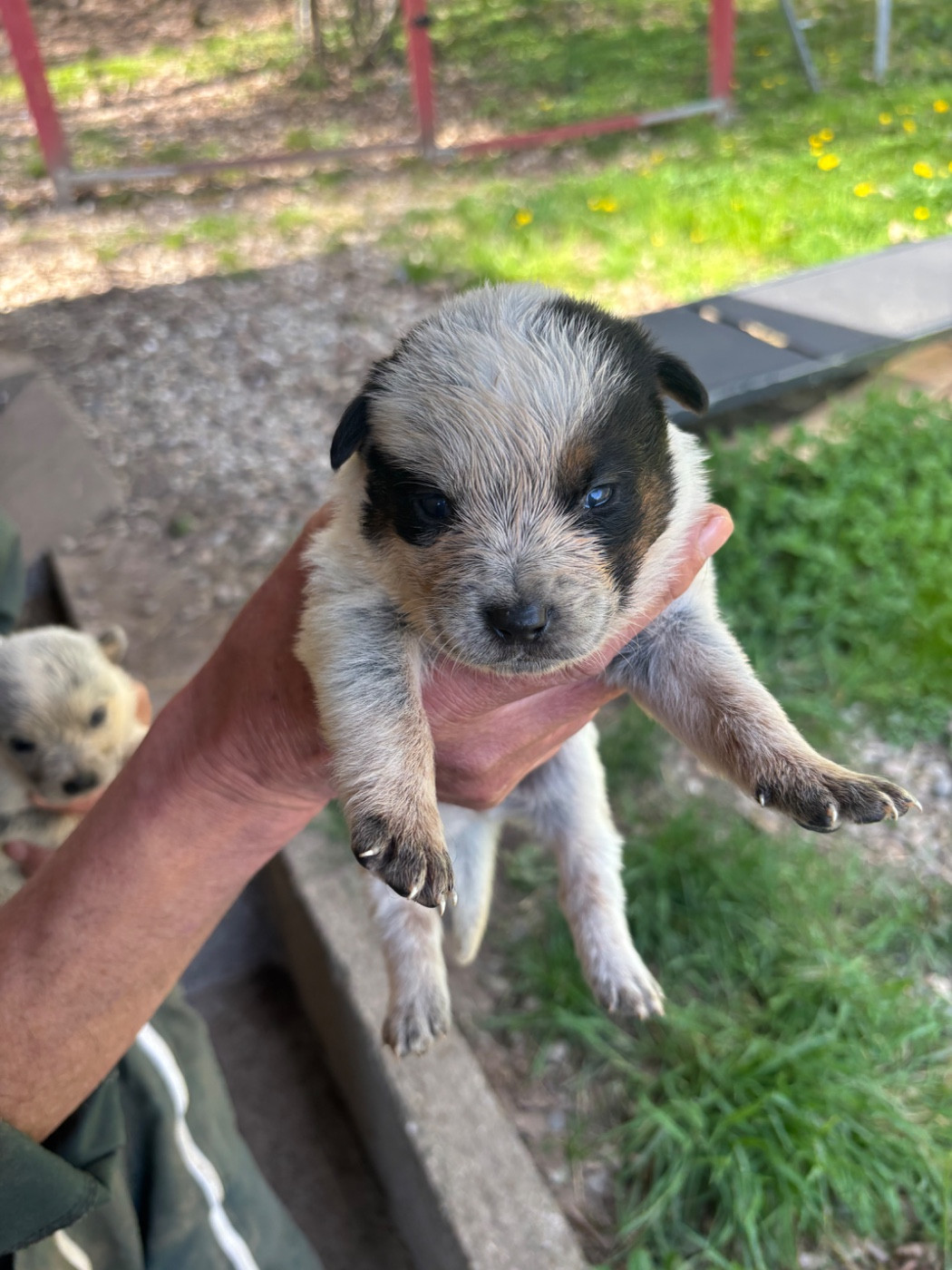 du mont de la Nonnenhardt - Chiots disponibles - Bouvier australien