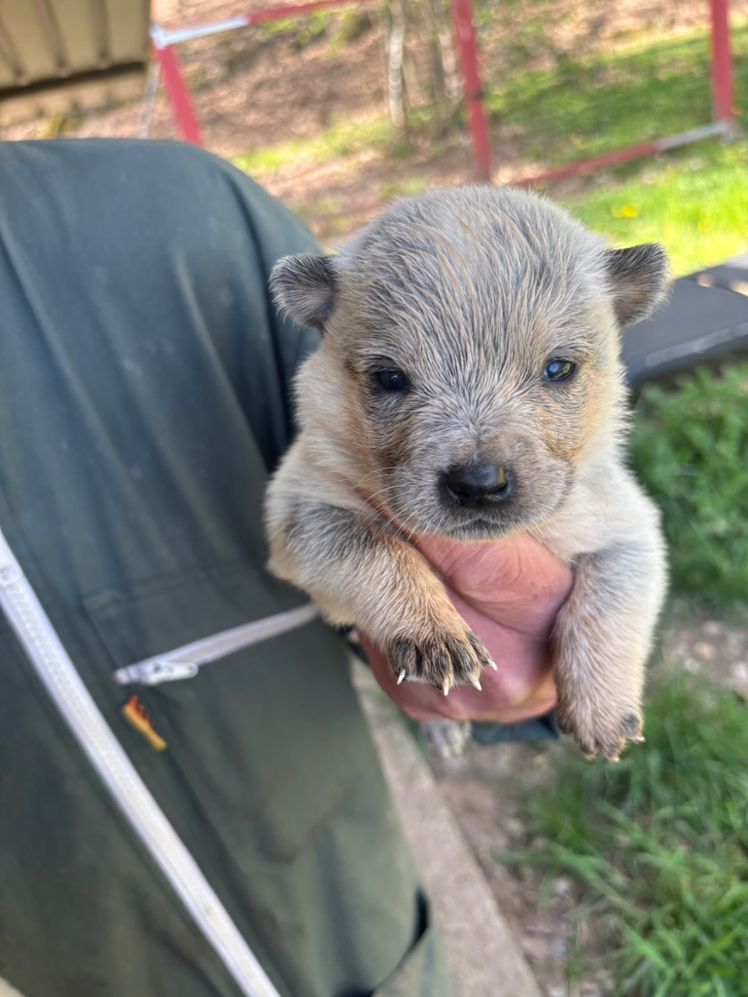 du mont de la Nonnenhardt - Chiots disponibles - Bouvier australien