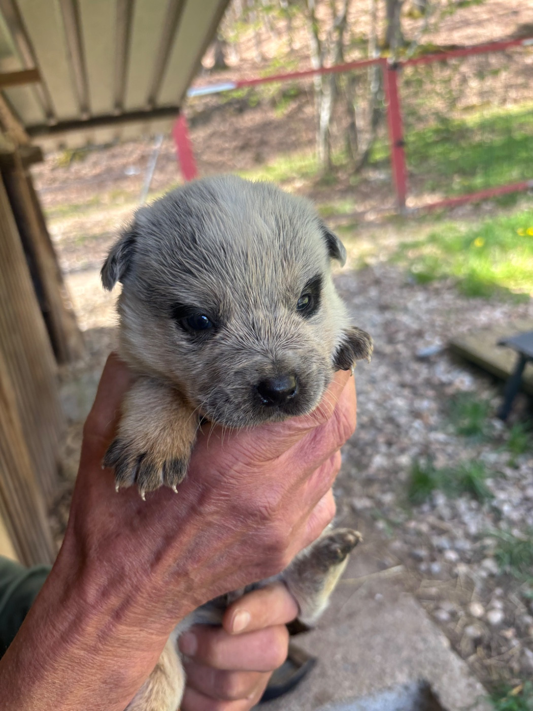 du mont de la Nonnenhardt - Chiots disponibles - Bouvier australien