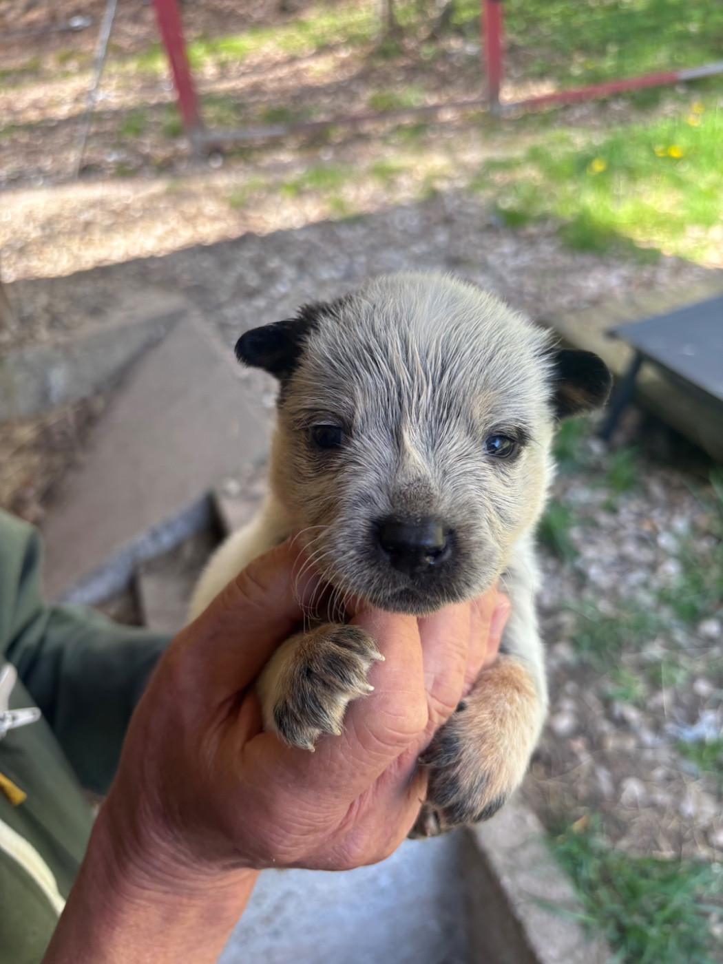 du mont de la Nonnenhardt - Chiots disponibles - Bouvier australien