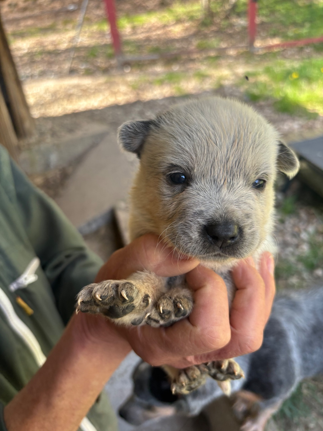 du mont de la Nonnenhardt - Chiots disponibles - Bouvier australien
