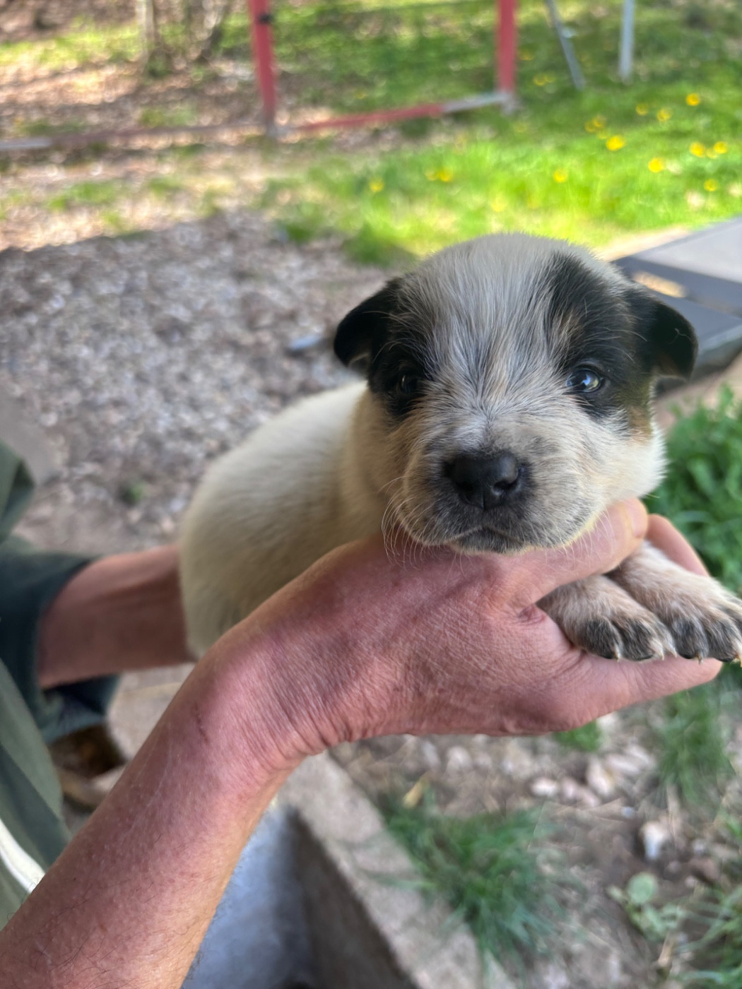 du mont de la Nonnenhardt - Chiots disponibles - Bouvier australien