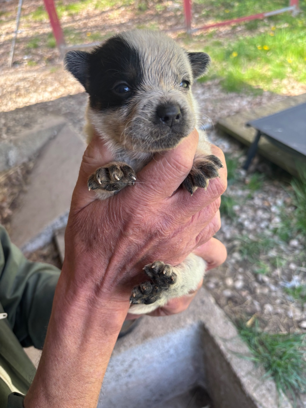 du mont de la Nonnenhardt - Chiots disponibles - Bouvier australien