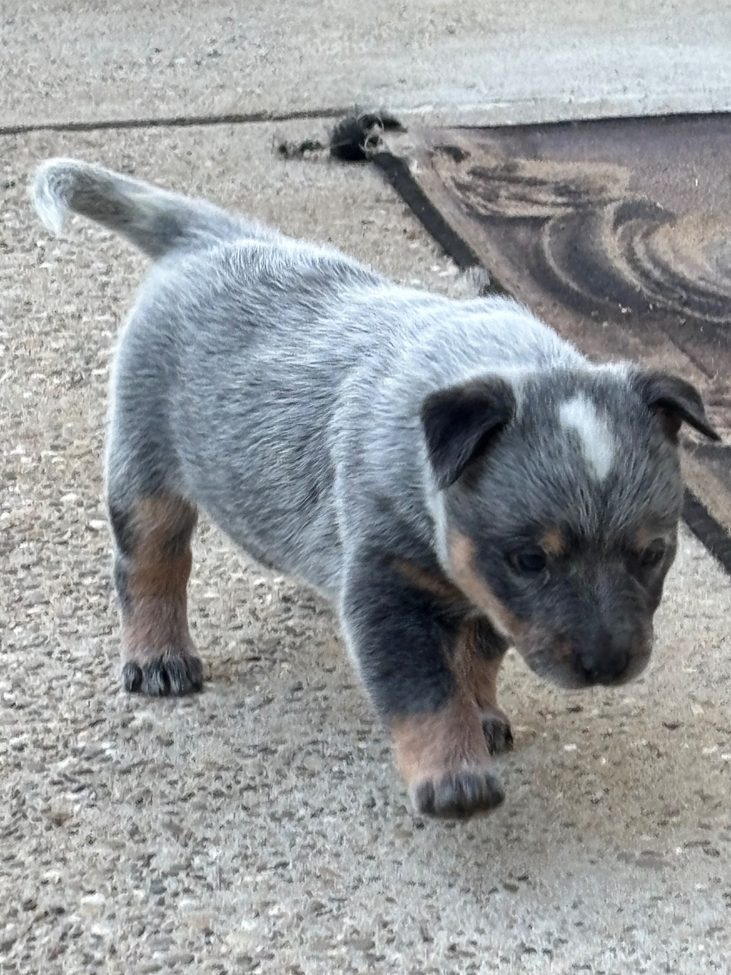 du mont de la Nonnenhardt - Chiots disponibles - Bouvier australien