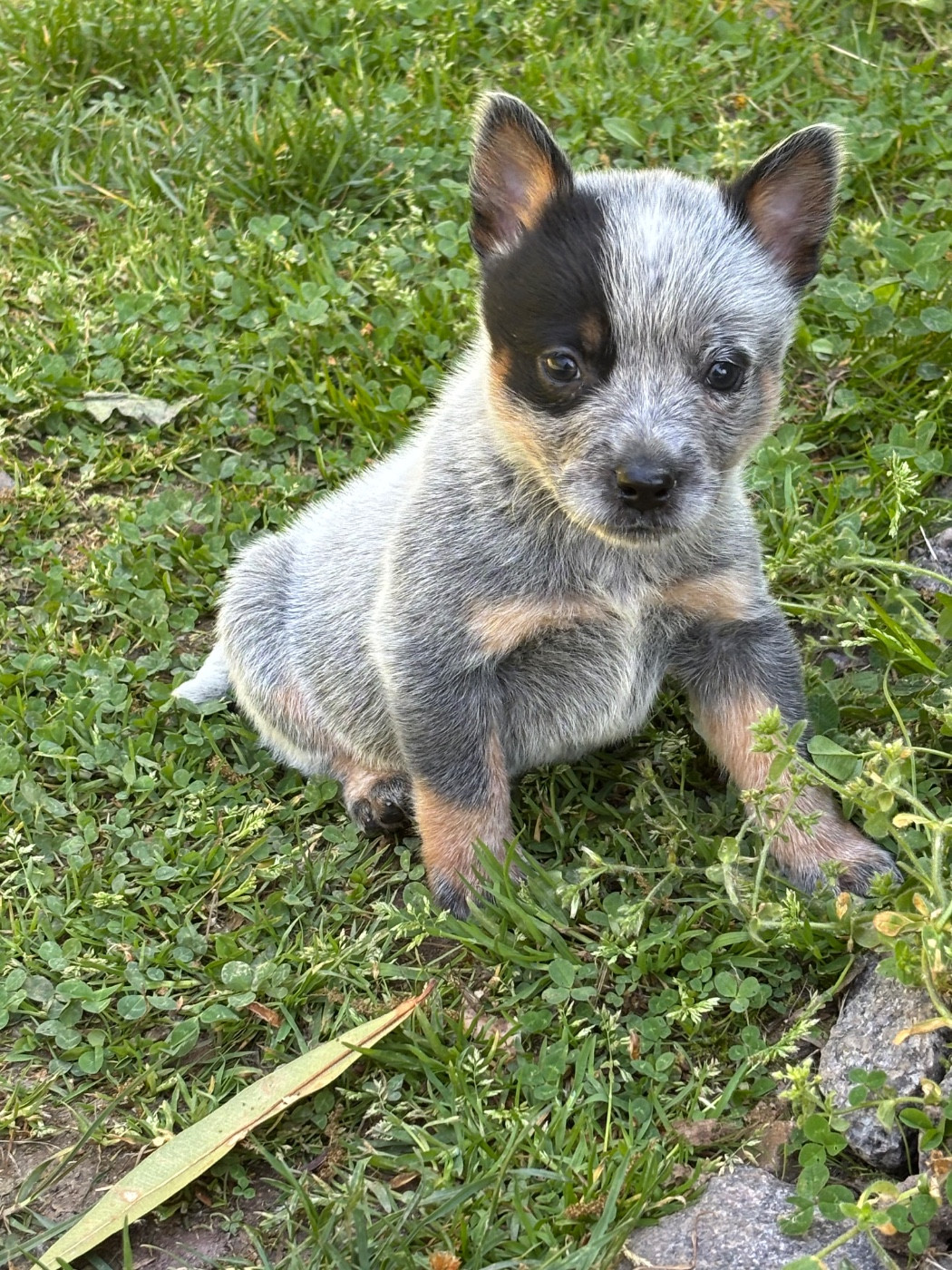 du mont de la Nonnenhardt - Chiots disponibles - Bouvier australien