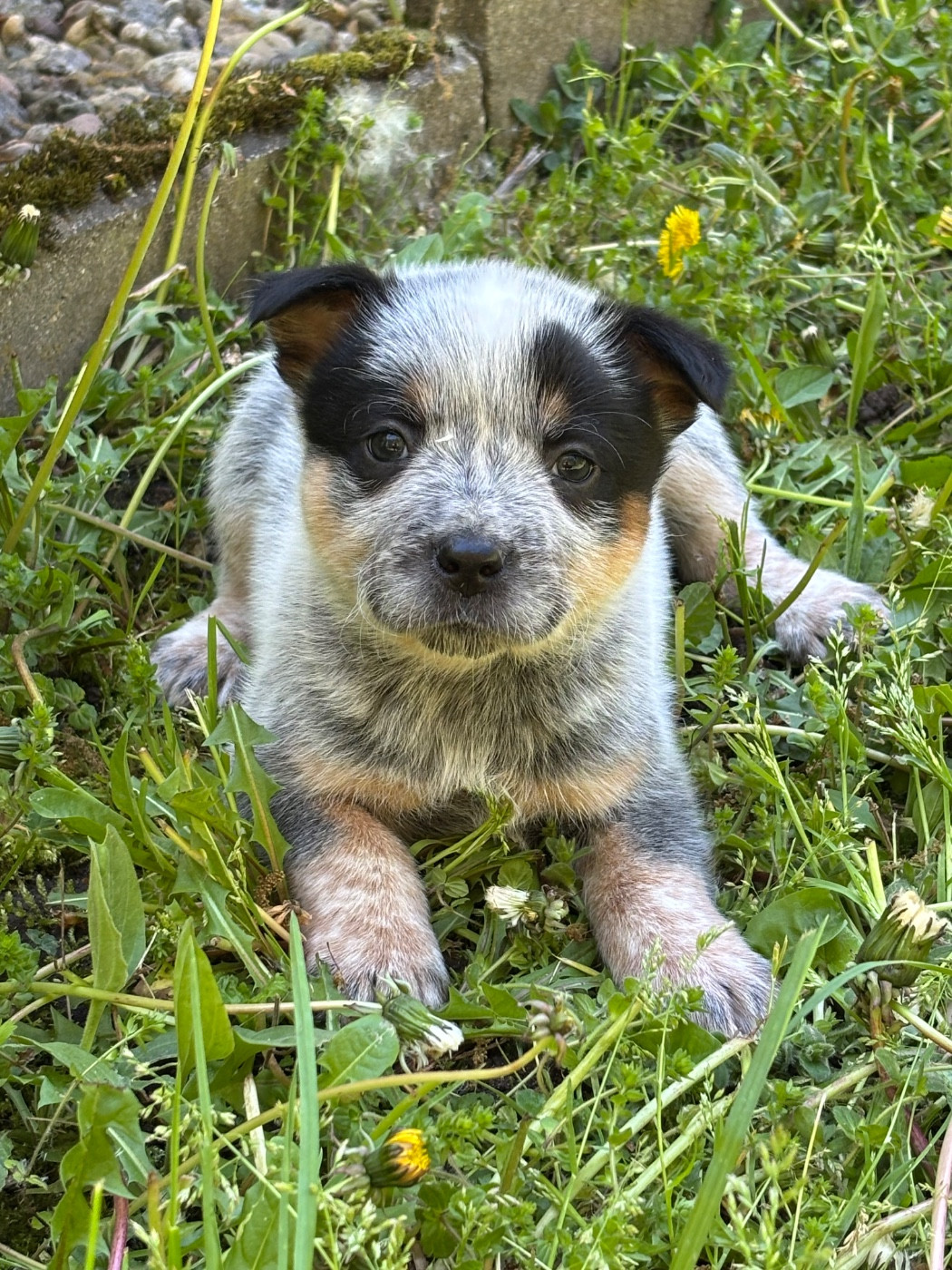 du mont de la Nonnenhardt - Chiots disponibles - Bouvier australien