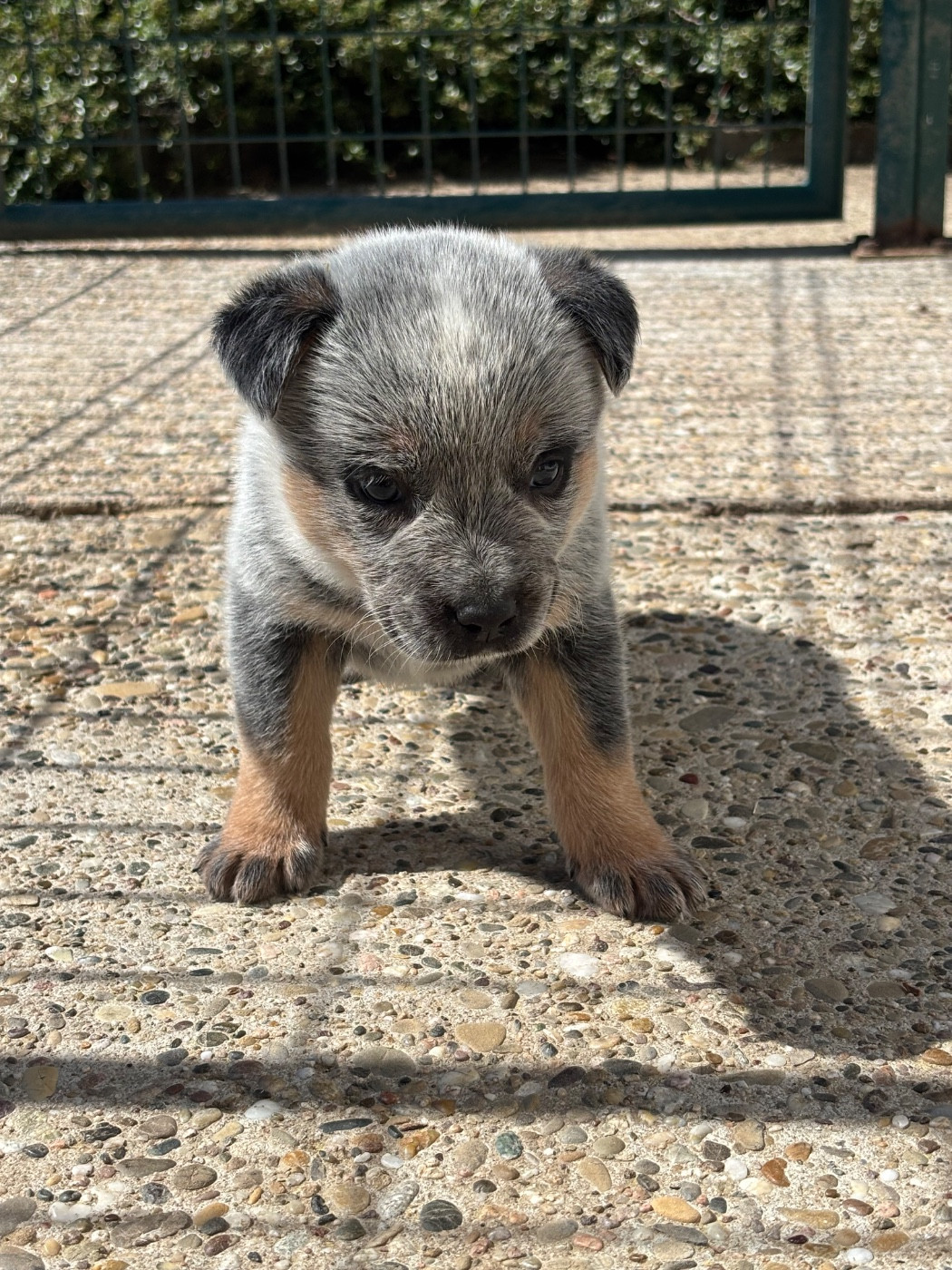 du mont de la Nonnenhardt - Chiots disponibles - Bouvier australien