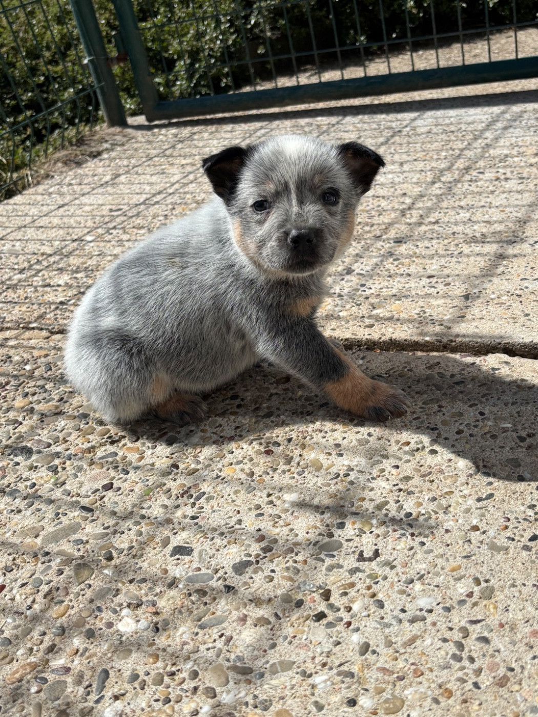 du mont de la Nonnenhardt - Chiots disponibles - Bouvier australien