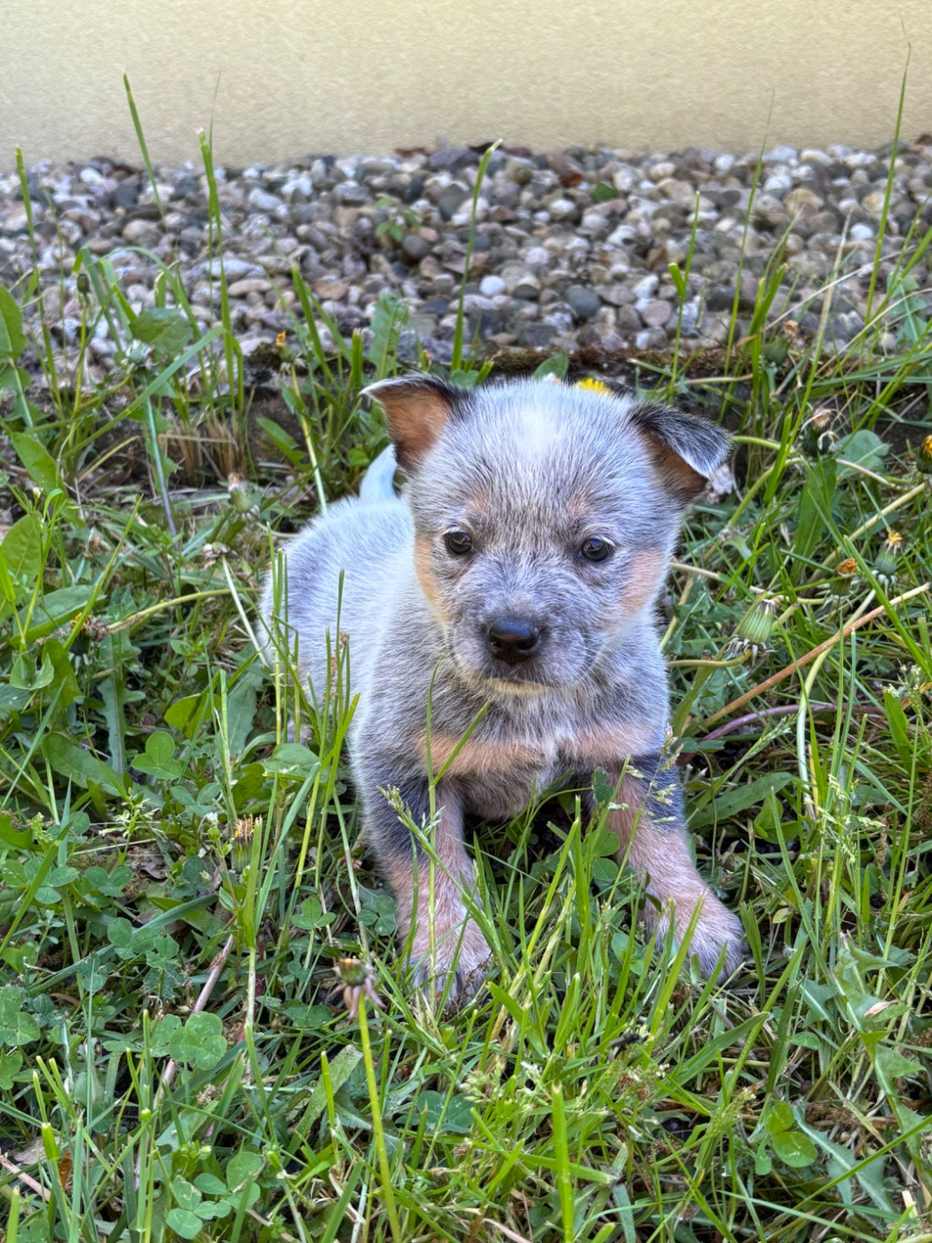 du mont de la Nonnenhardt - Chiots disponibles - Bouvier australien