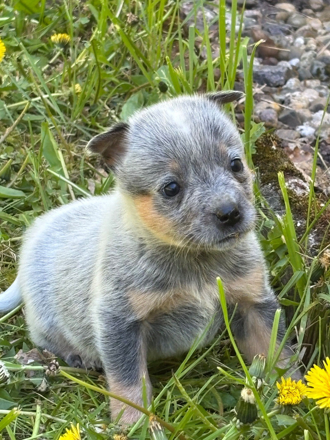 du mont de la Nonnenhardt - Chiots disponibles - Bouvier australien