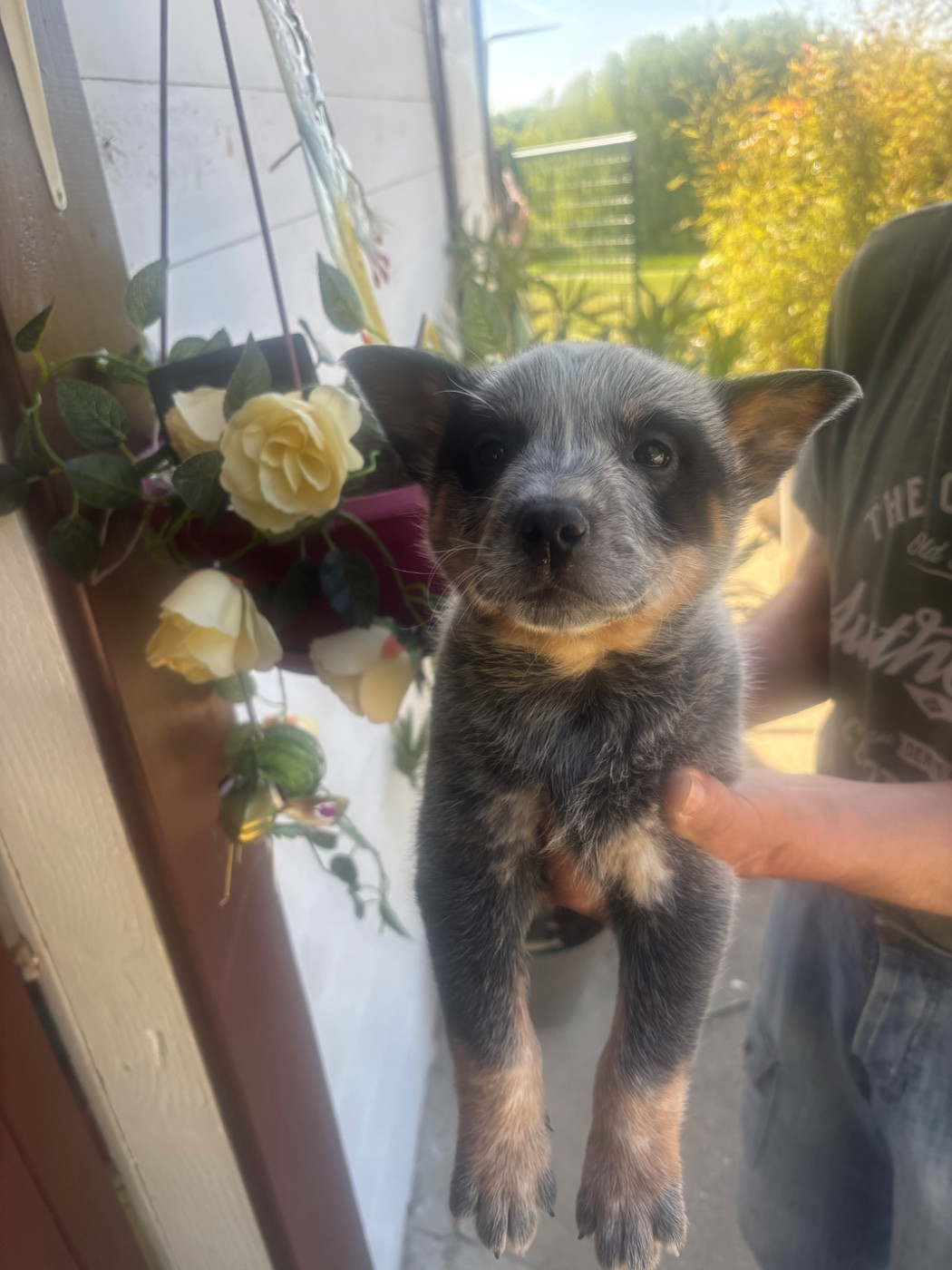 du mont de la Nonnenhardt - Chiots disponibles - Bouvier australien