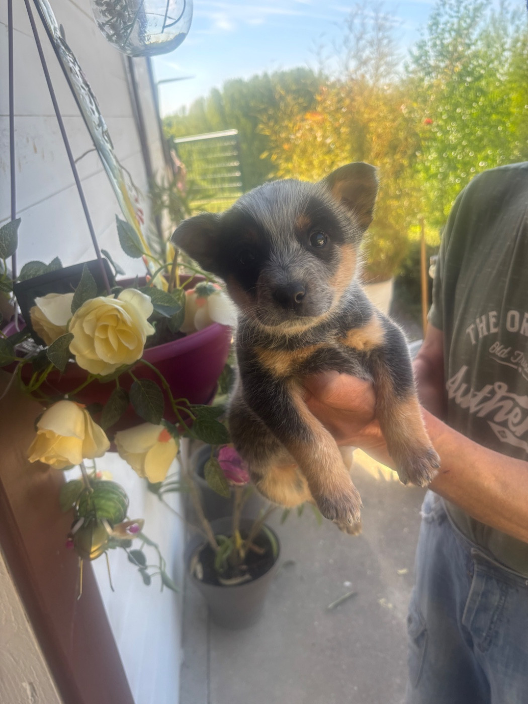 du mont de la Nonnenhardt - Chiots disponibles - Bouvier australien