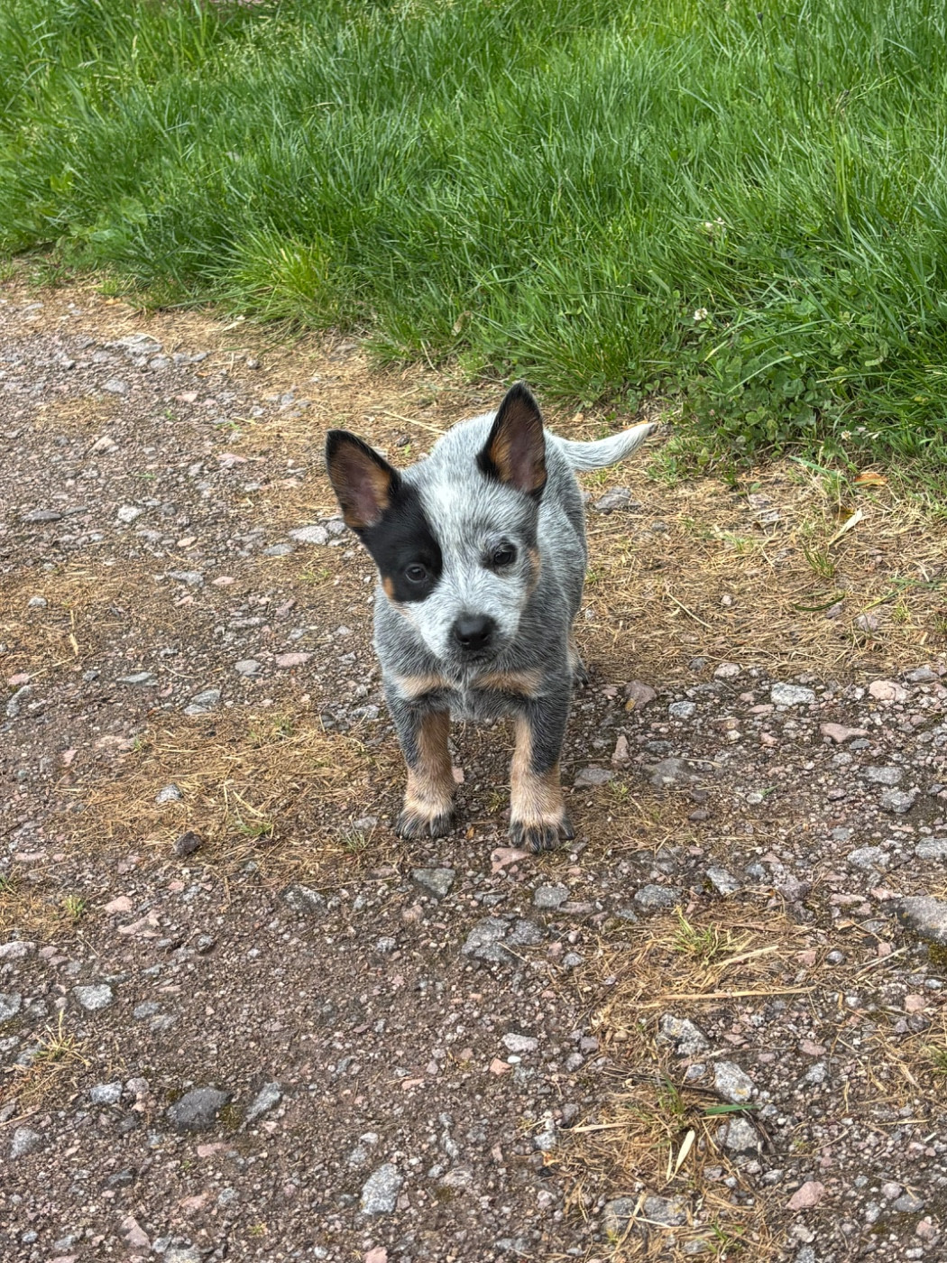 du mont de la Nonnenhardt - Chiots disponibles - Bouvier australien