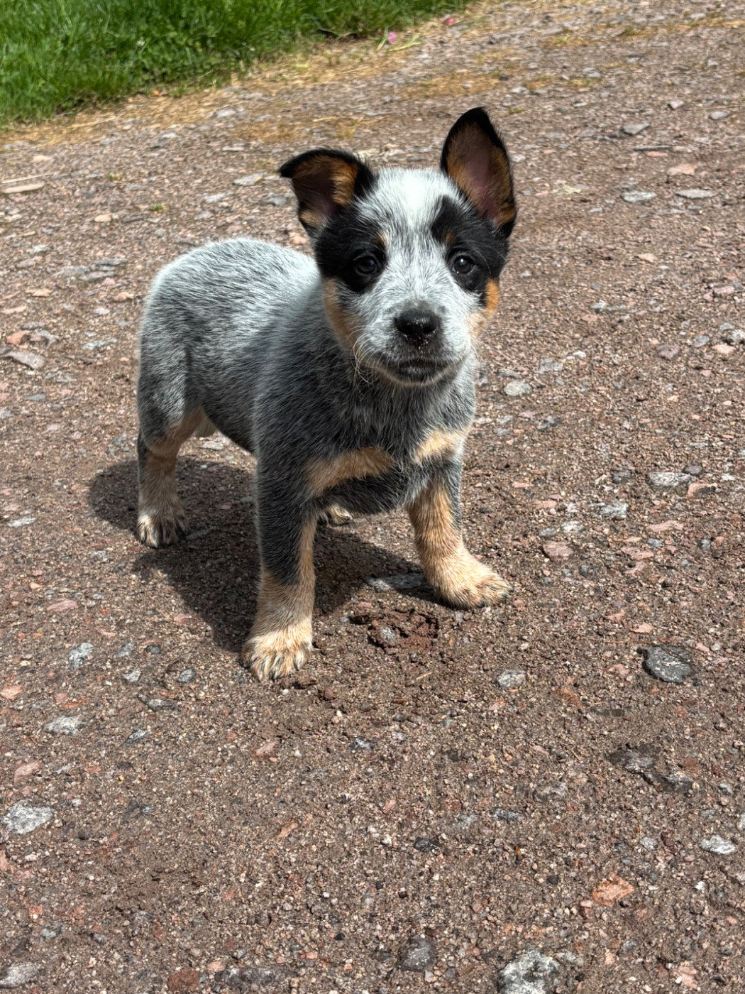 du mont de la Nonnenhardt - Chiots disponibles - Bouvier australien
