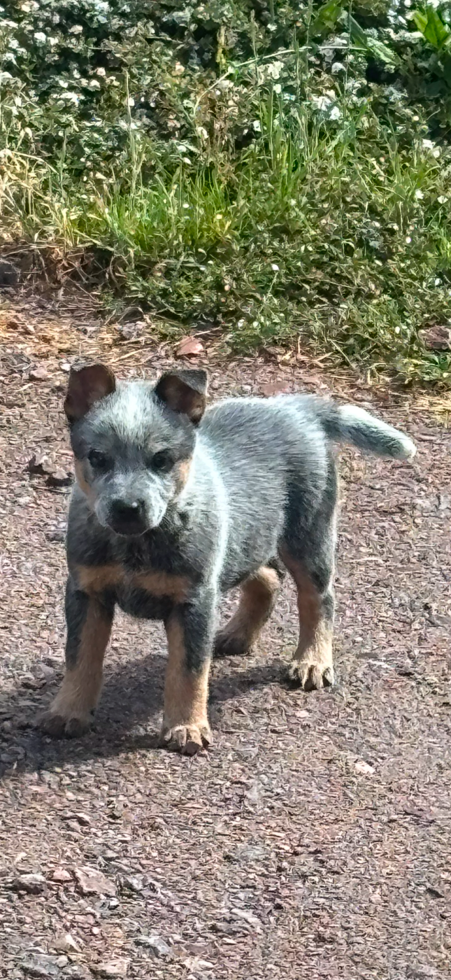 du mont de la Nonnenhardt - Chiots disponibles - Bouvier australien