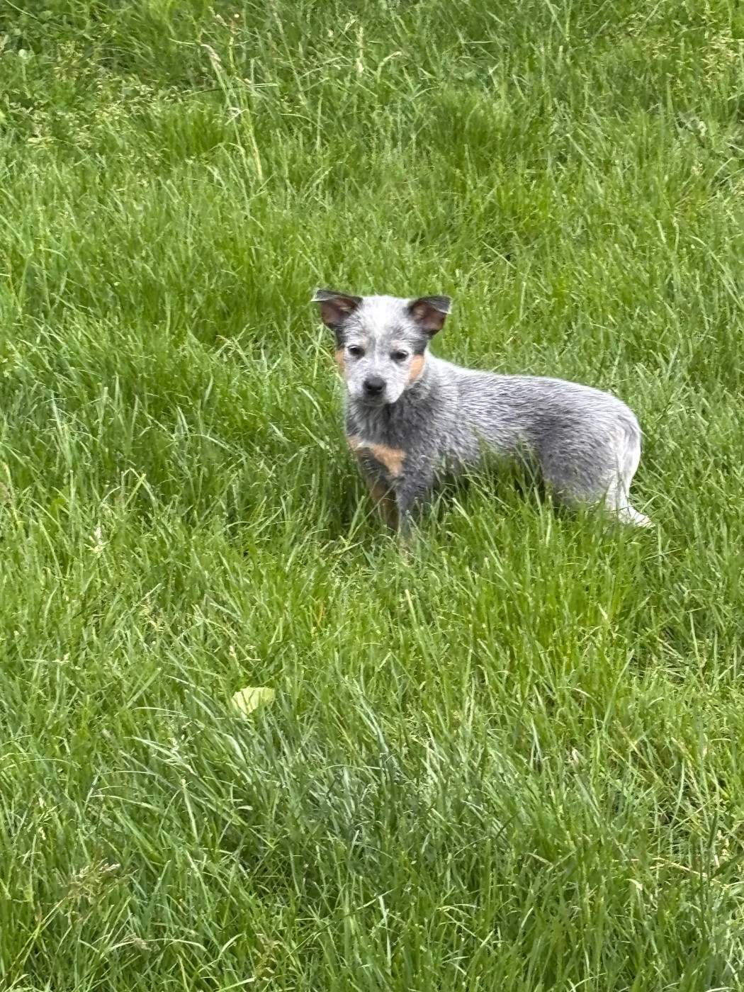 du mont de la Nonnenhardt - Chiots disponibles - Bouvier australien