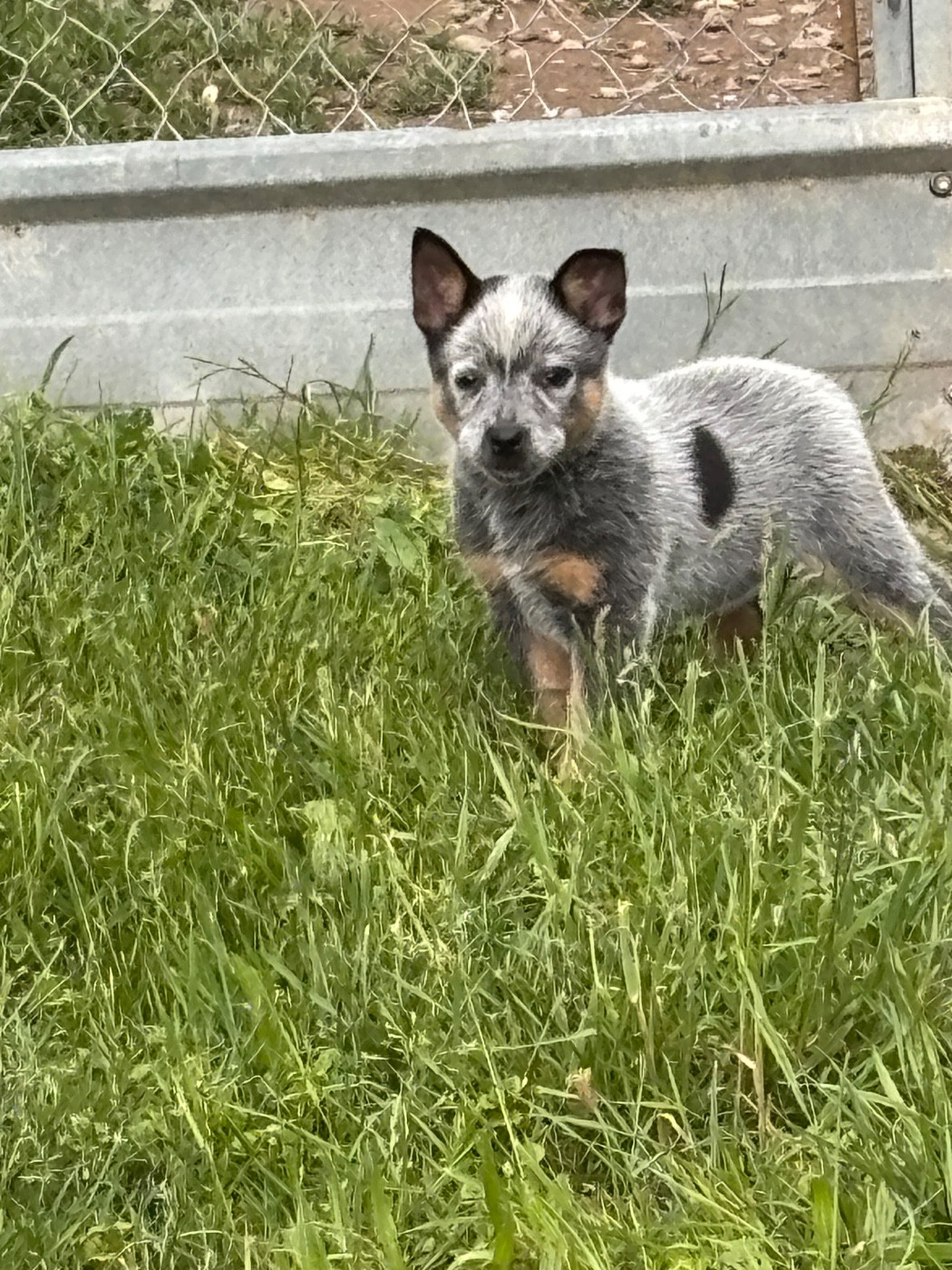 du mont de la Nonnenhardt - Chiots disponibles - Bouvier australien