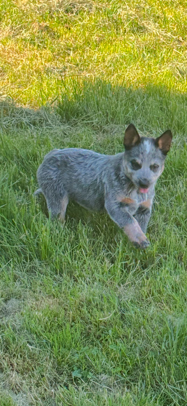 du mont de la Nonnenhardt - Chiots disponibles - Bouvier australien