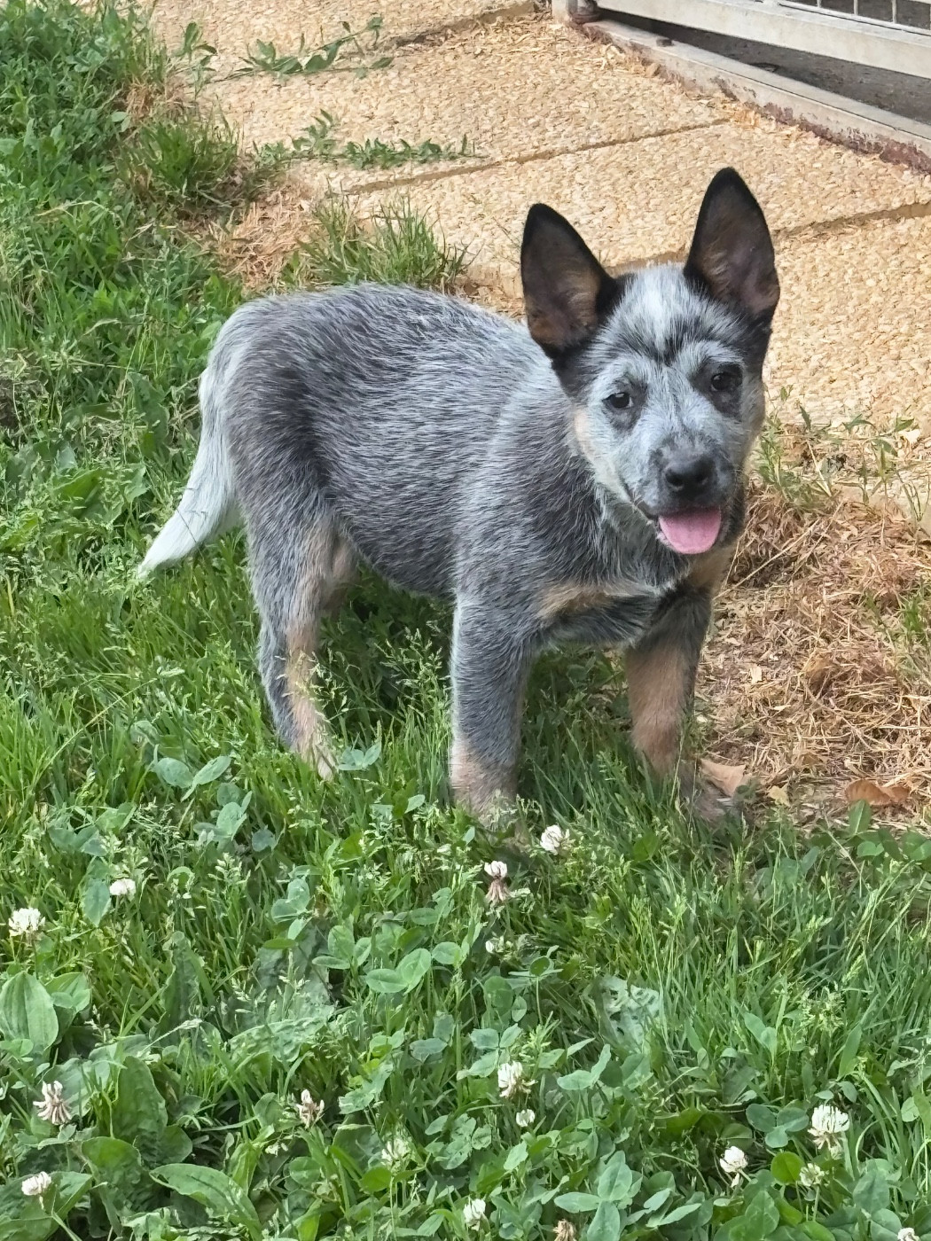 du mont de la Nonnenhardt - Chiots disponibles - Bouvier australien