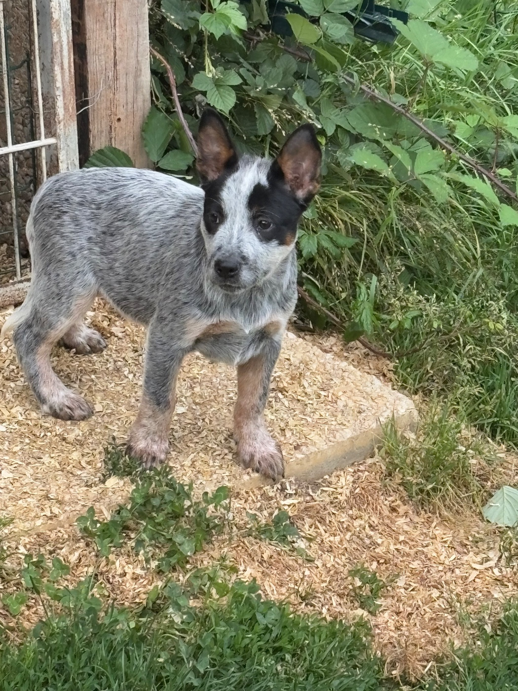 du mont de la Nonnenhardt - Chiots disponibles - Bouvier australien