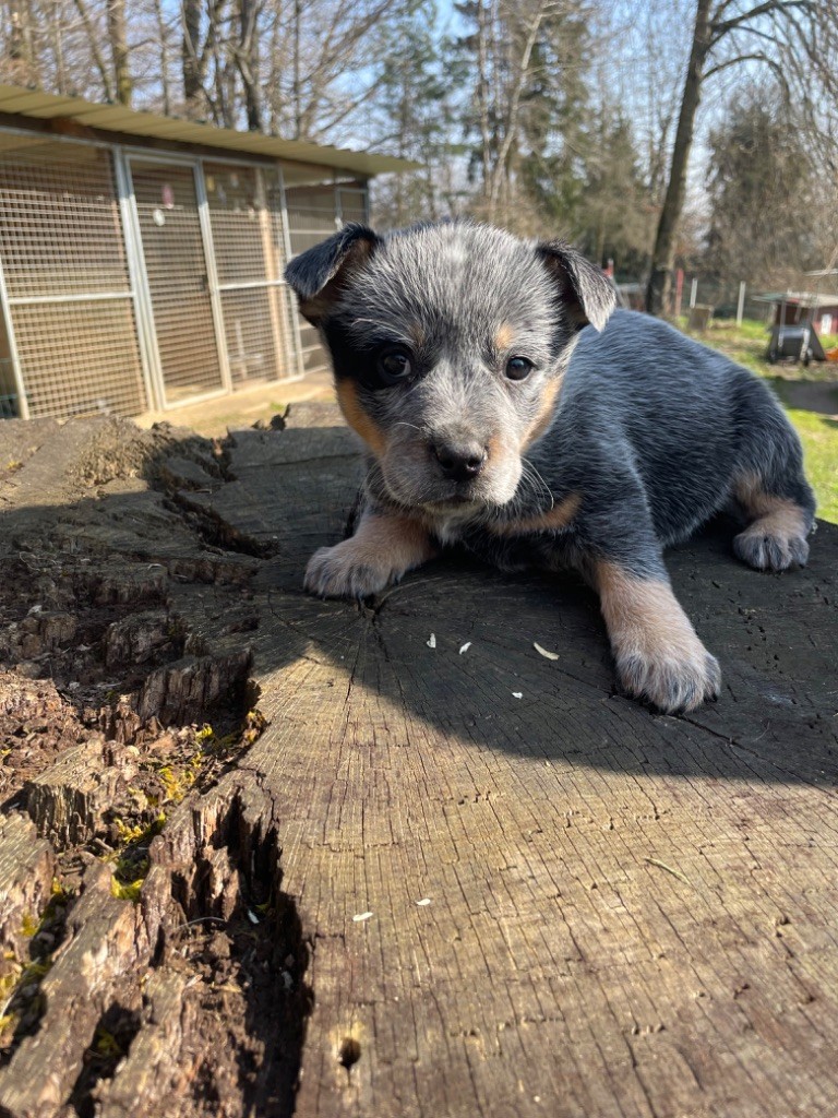 du mont de la Nonnenhardt - Chiots disponibles - Bouvier australien