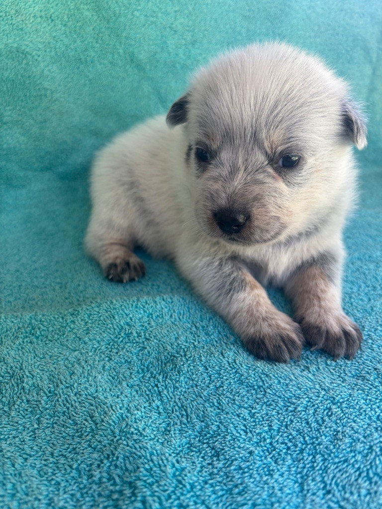 du mont de la Nonnenhardt - Chiots disponibles - Bouvier australien
