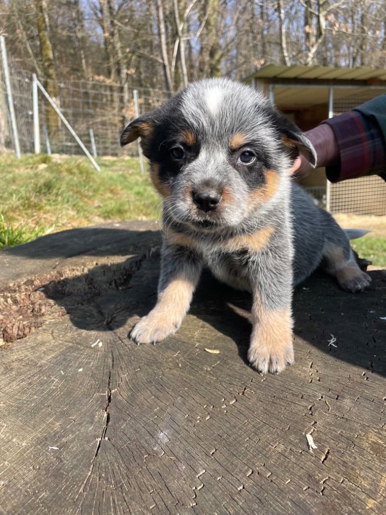 du mont de la Nonnenhardt - Chiots disponibles - Bouvier australien