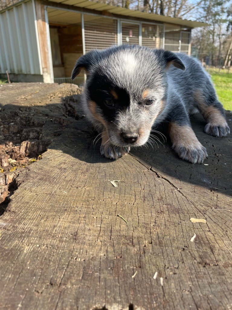 du mont de la Nonnenhardt - Chiots disponibles - Bouvier australien