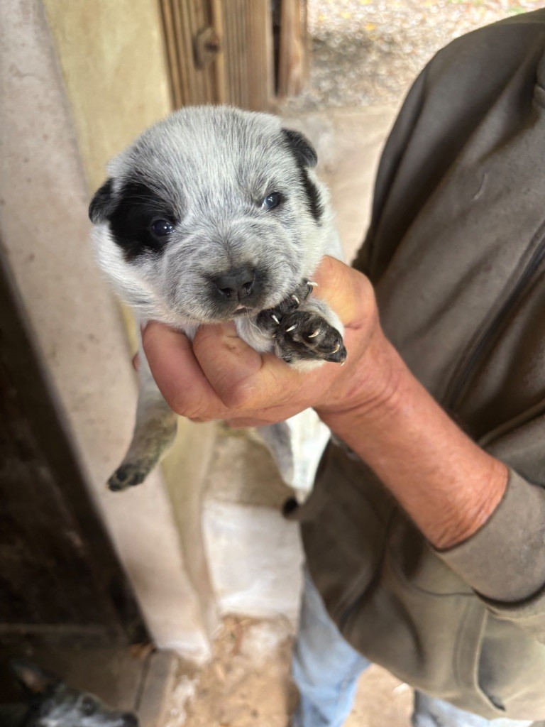 du mont de la Nonnenhardt - Chiots disponibles - Bouvier australien