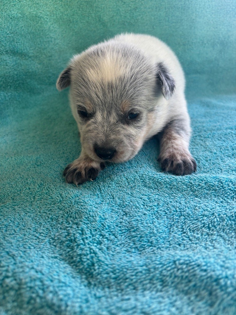 du mont de la Nonnenhardt - Chiots disponibles - Bouvier australien