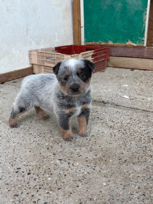 CHIOT 2